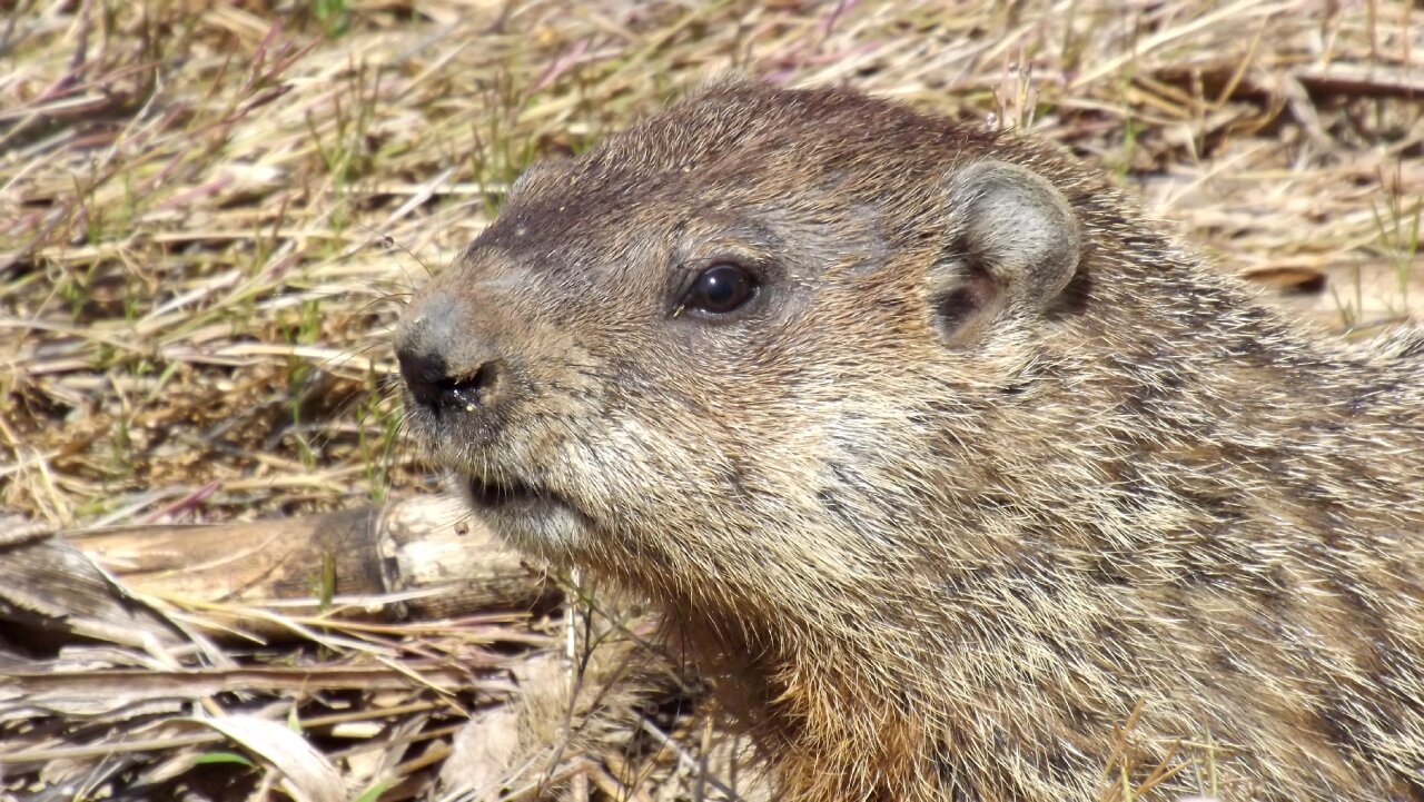 The Punxsutawney Pilgrimage