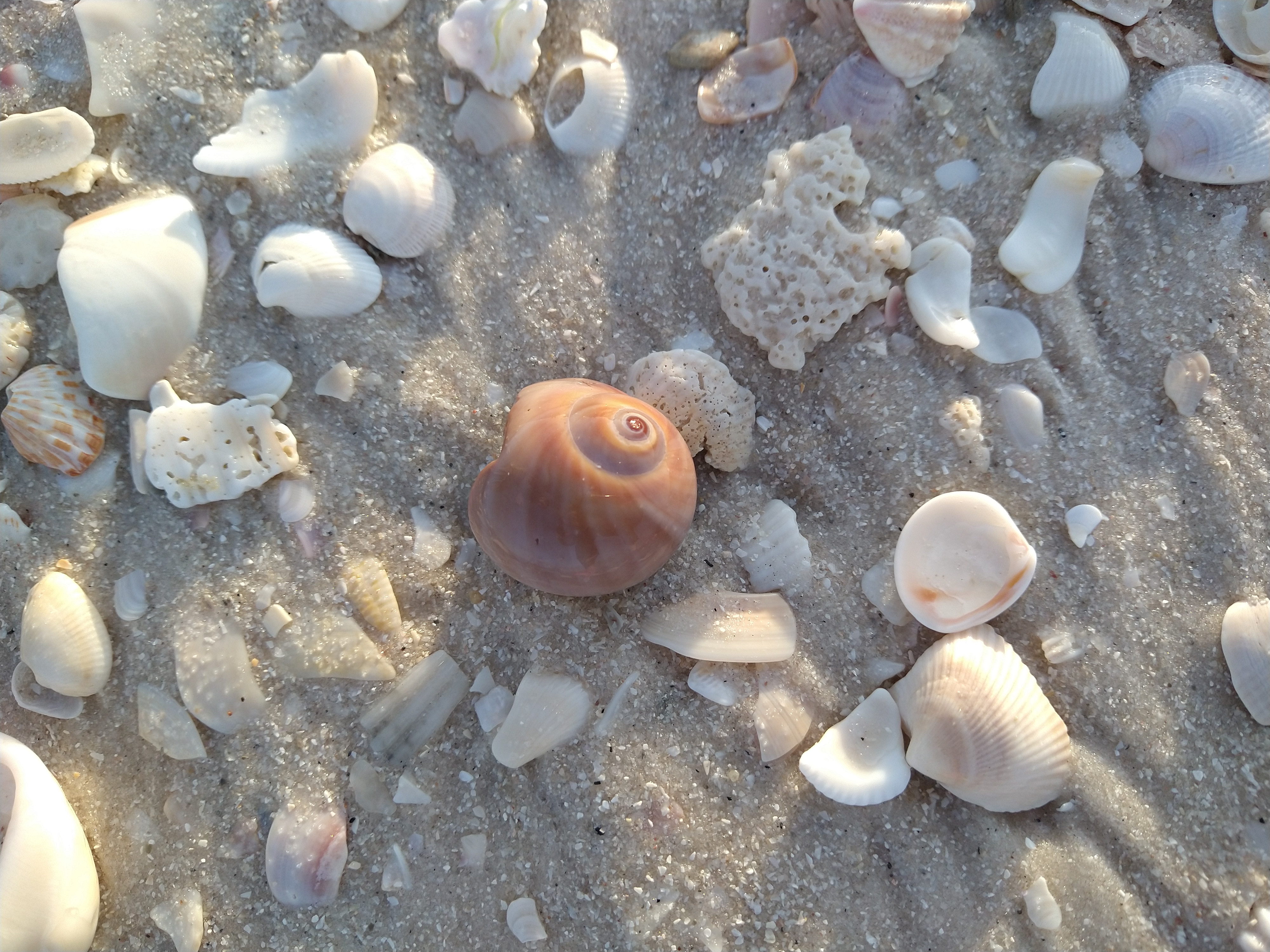 Shells